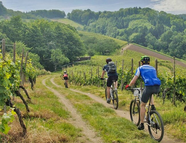 Le Langhe in ebike tra vigneti e borghi storici